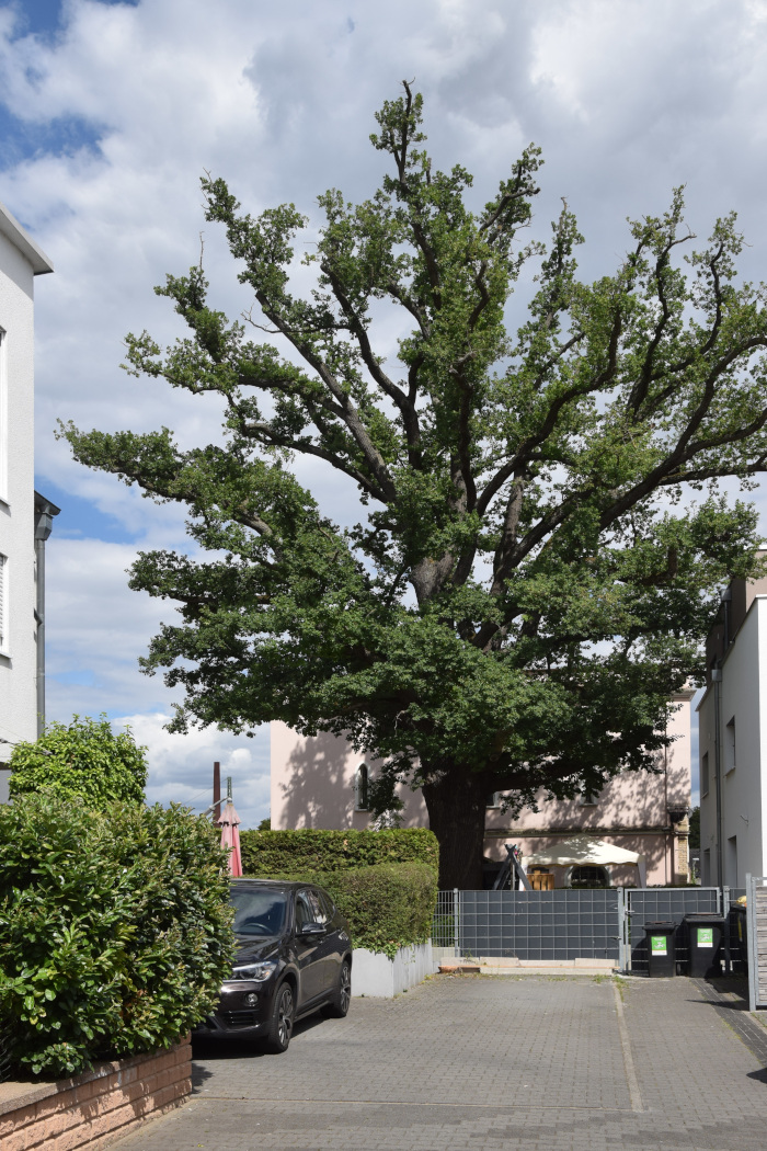 Bismarckeiche Bismarckeiche