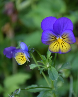 Stiefmütterchen Stiefmütterchen